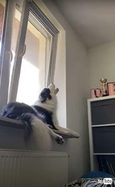 歌うような子犬