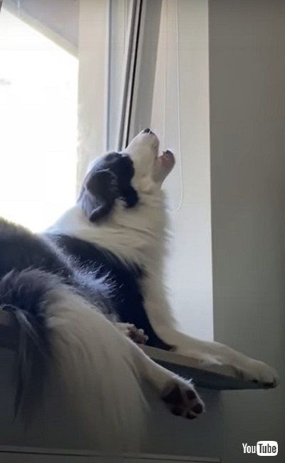 歌うような子犬