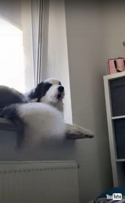 歌うような子犬