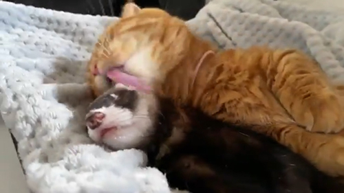 ぺろぺろアップ