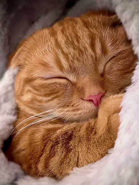 ひなちゃん寝顔