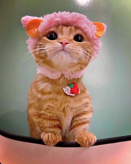 ひつじひなちゃん