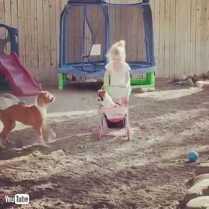 「Boxer Puppies Play with Stroller || ViralHog」
