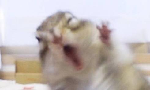 シマリス まめた君 ますだおかだ ウワォ！ モモちゃん