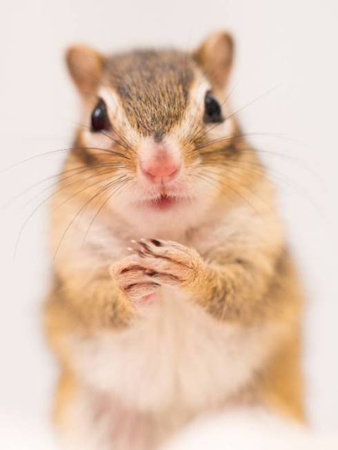 シマリス まめた君 ますだおかだ ウワォ！ モモちゃん