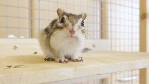 シマリス まめた君 ますだおかだ ウワォ！ モモちゃん