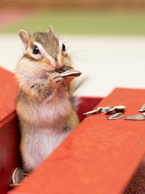 シマリス まめた君 ますだおかだ ウワォ！ モモちゃん