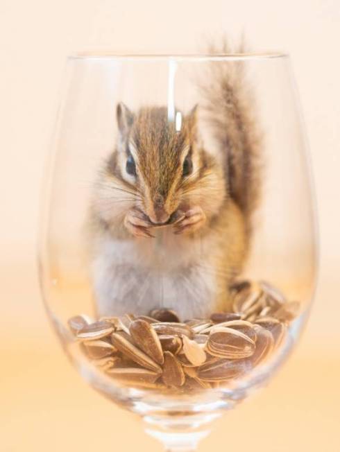 シマリス まめた君 ますだおかだ ウワォ！ モモちゃん