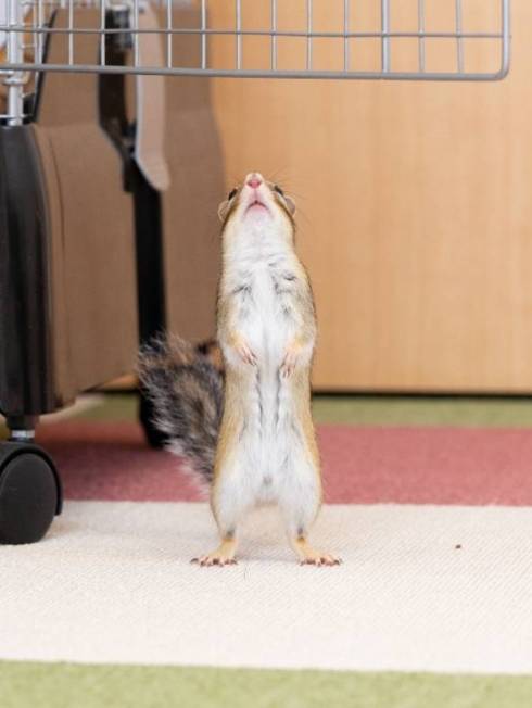 シマリス まめた君 ますだおかだ ウワォ！ モモちゃん