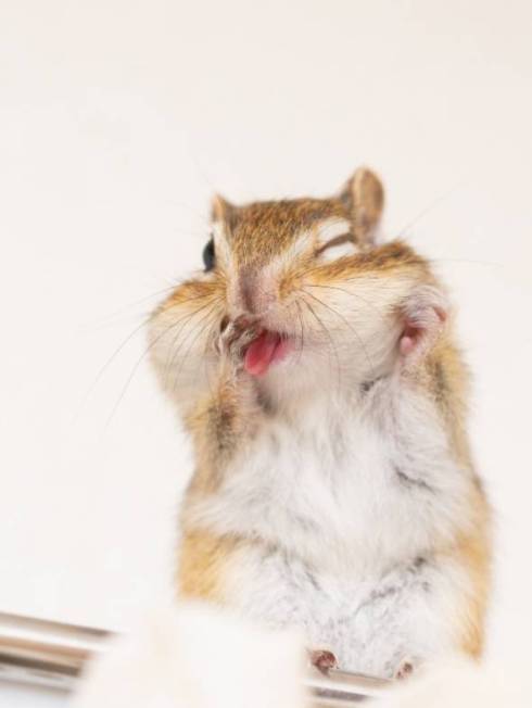 シマリス まめた君 ますだおかだ ウワォ！ モモちゃん