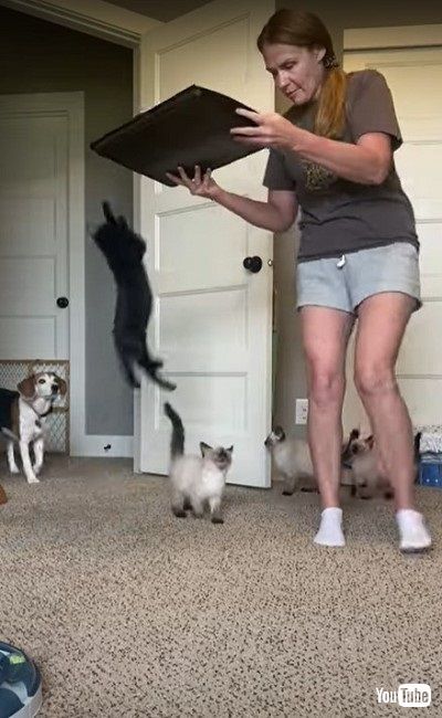 ゴハンに飛びつく子猫たち