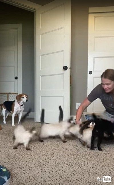 ゴハンに飛びつく子猫たち