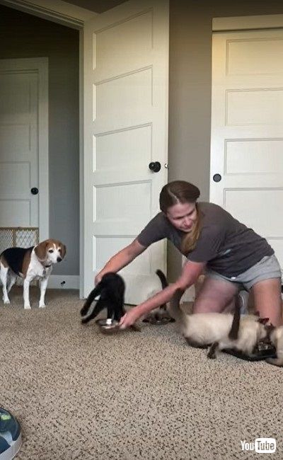 ゴハンに飛びつく子猫たち