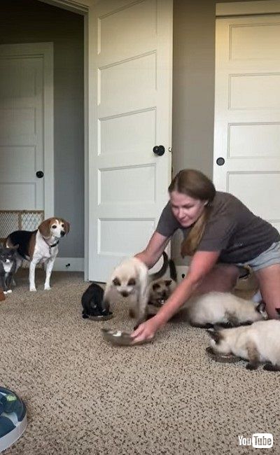 ゴハンに飛びつく子猫たち