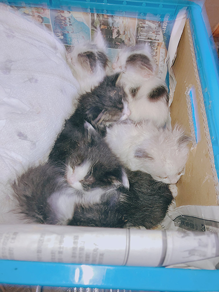 お山からやってきた子猫たち