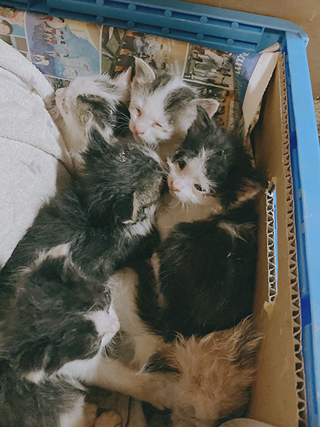 子猫たちアップ