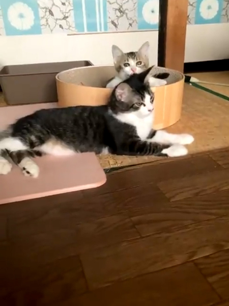 おすすめ