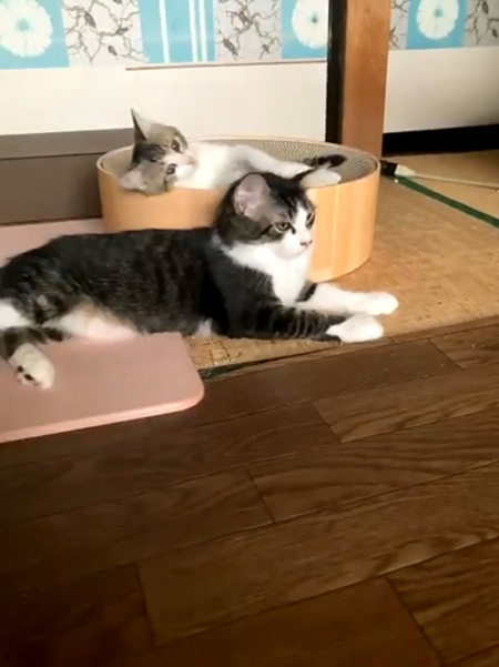 前足が出る影千代ちゃん