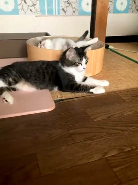 しっぽのばしシャンプー