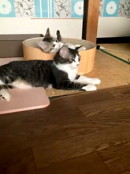 起き上がる影千代ちゃん