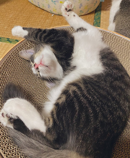 現在の信濃くん