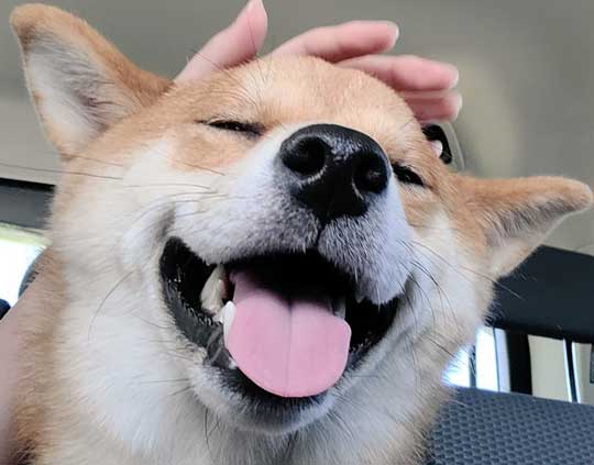 柴犬 麦くん ちやほや ご機嫌 笑顔 動物病院 ペットサロン