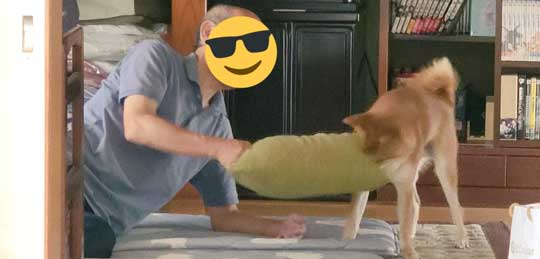 柴犬 麦くん 父 クッション 取り合う