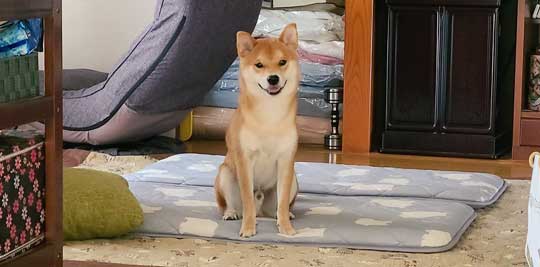 柴犬 麦くん 父 クッション 取り合う