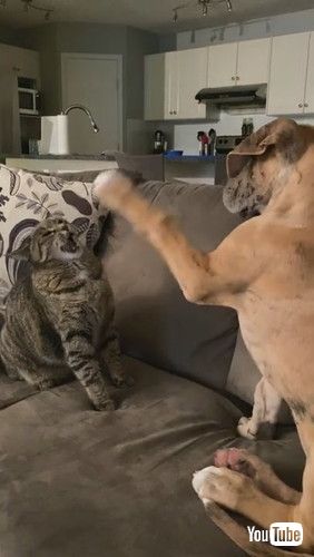 「Cat and Dog Pals Pester with Paws || ViralHog」