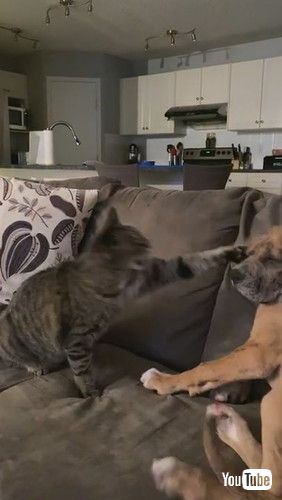 「Cat and Dog Pals Pester with Paws || ViralHog」