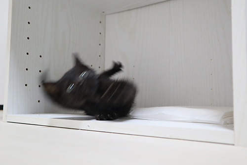 黒猫