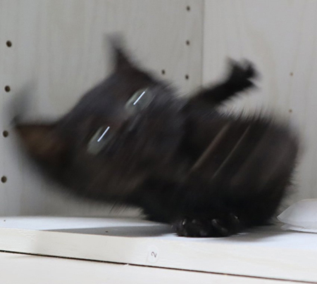 すべってころびゆく黒猫アップ