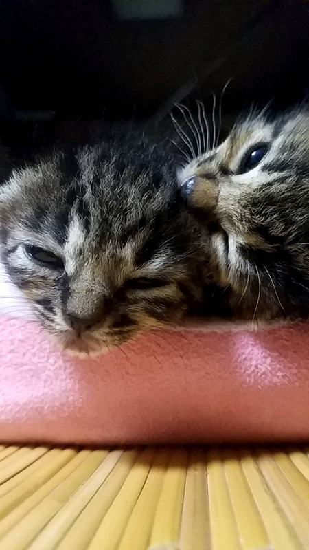 保護された猫2匹