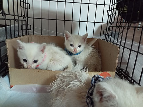 保護された白猫