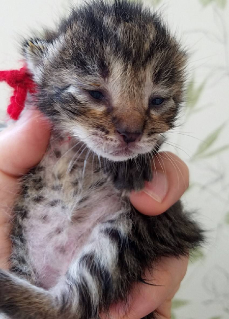 目が開いた子猫