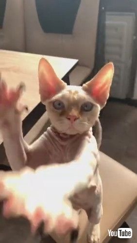 「Sphynx Cat Claws for Cooking || ViralHog」