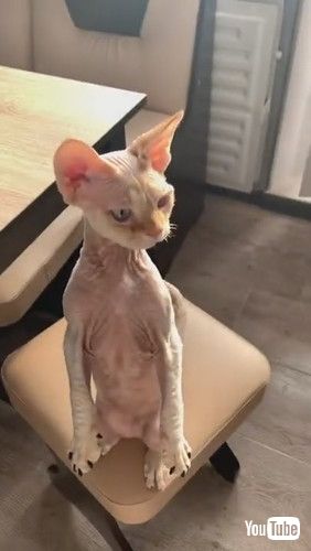 「Sphynx Cat Claws for Cooking || ViralHog」