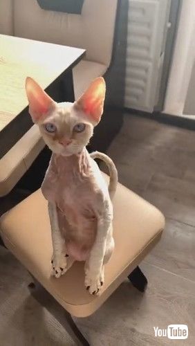 「Sphynx Cat Claws for Cooking || ViralHog」