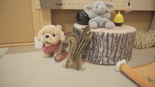 わんこのようにシッポふりふりするリトナくん