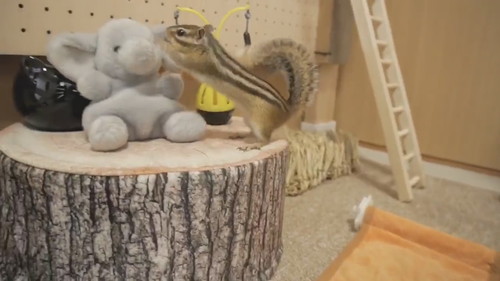 わんこのようにシッポふりふりするリトナくん