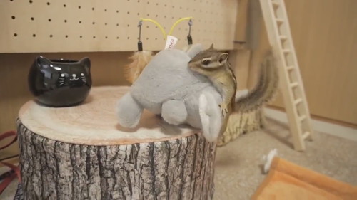 わんこのようにシッポふりふりするリトナくん