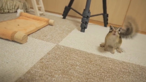 わんこのようにシッポふりふりするリトナくん