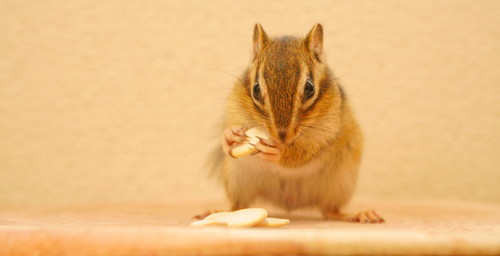 わんこのようにシッポふりふりするリトナくん