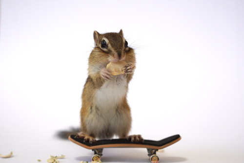 リスたちいろいろ