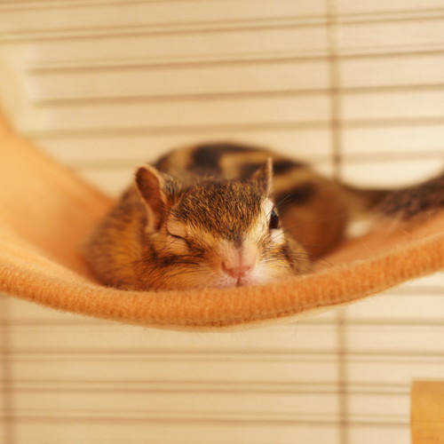 リスたちいろいろ