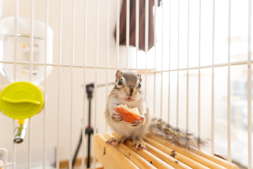 リスたちいろいろ