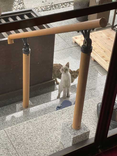 猫 見慣れない 参拝客 妙見山上原寺