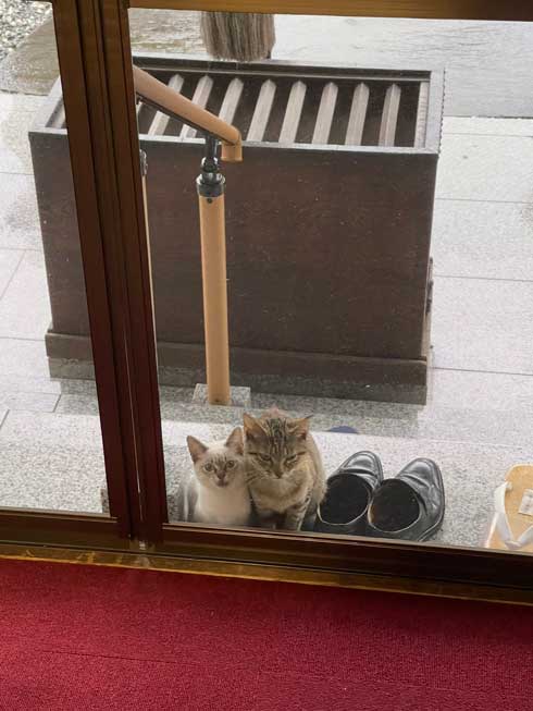 猫 見慣れない 参拝客 妙見山上原寺