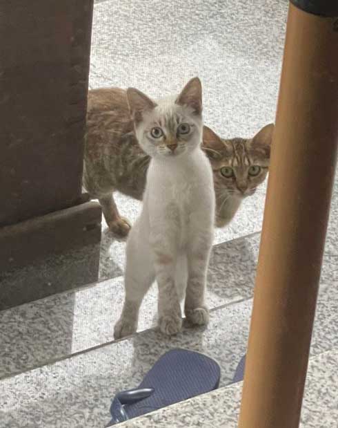 猫 見慣れない 参拝客 妙見山上原寺