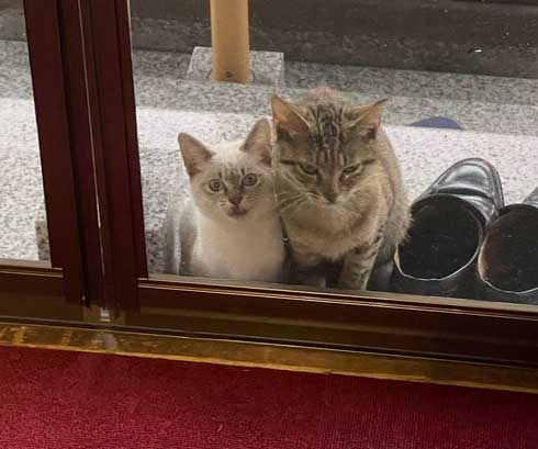 猫 見慣れない 参拝客 妙見山上原寺